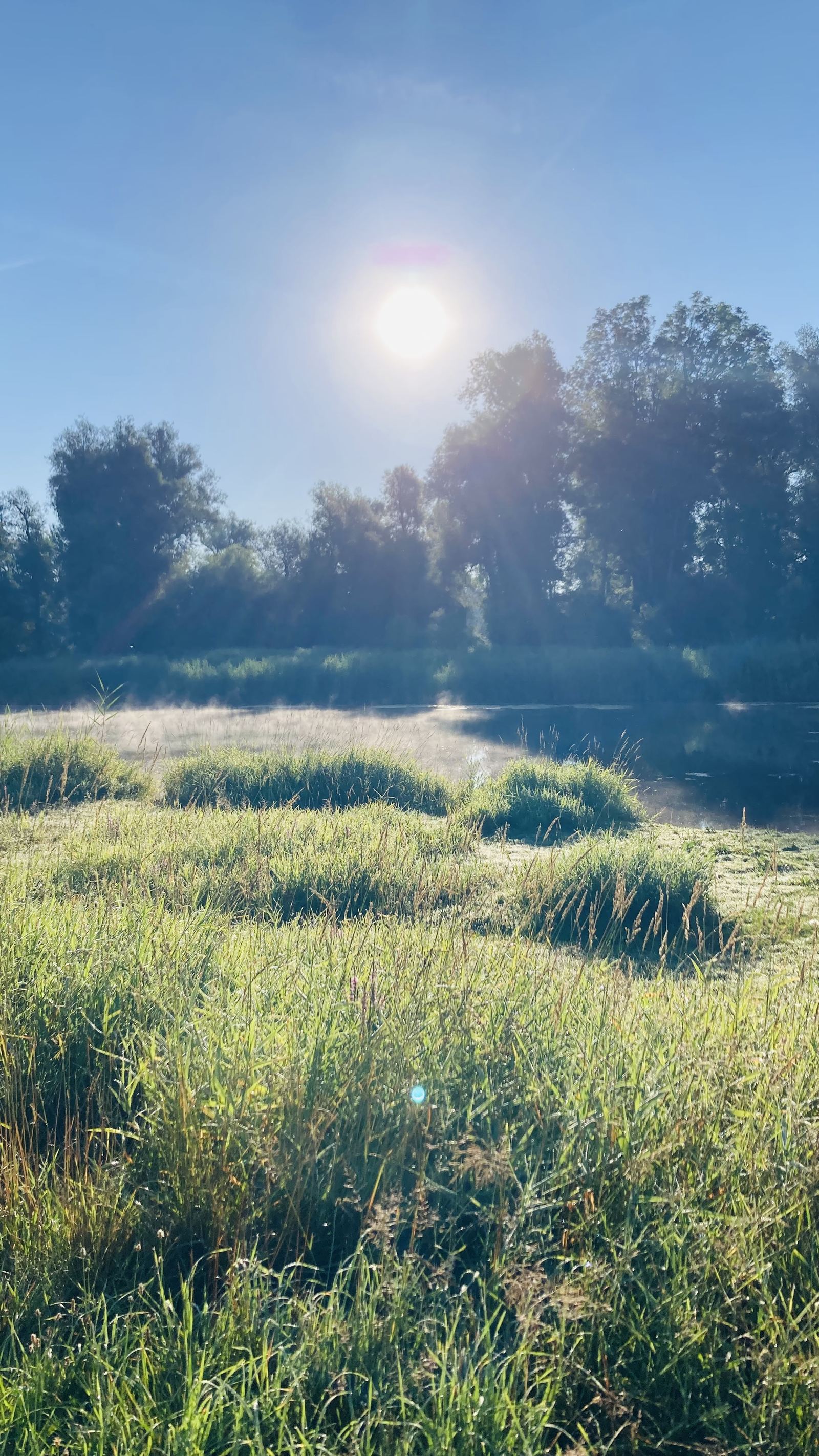 Morgenstimmung an der Wiese