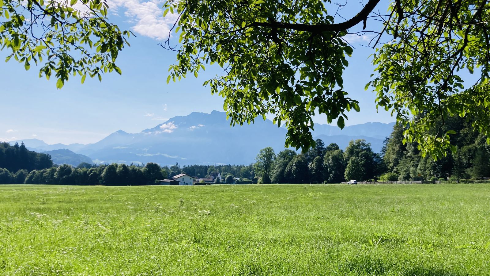 Wiese mit Bergblick